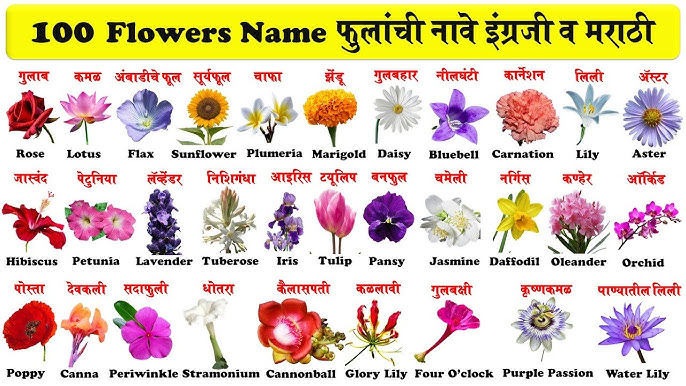 Flower Names With Pictures And Spelling