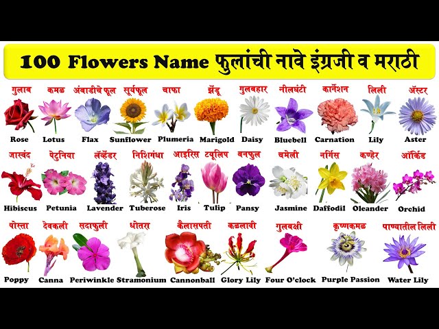 100 Flowers Name In English And Marathi