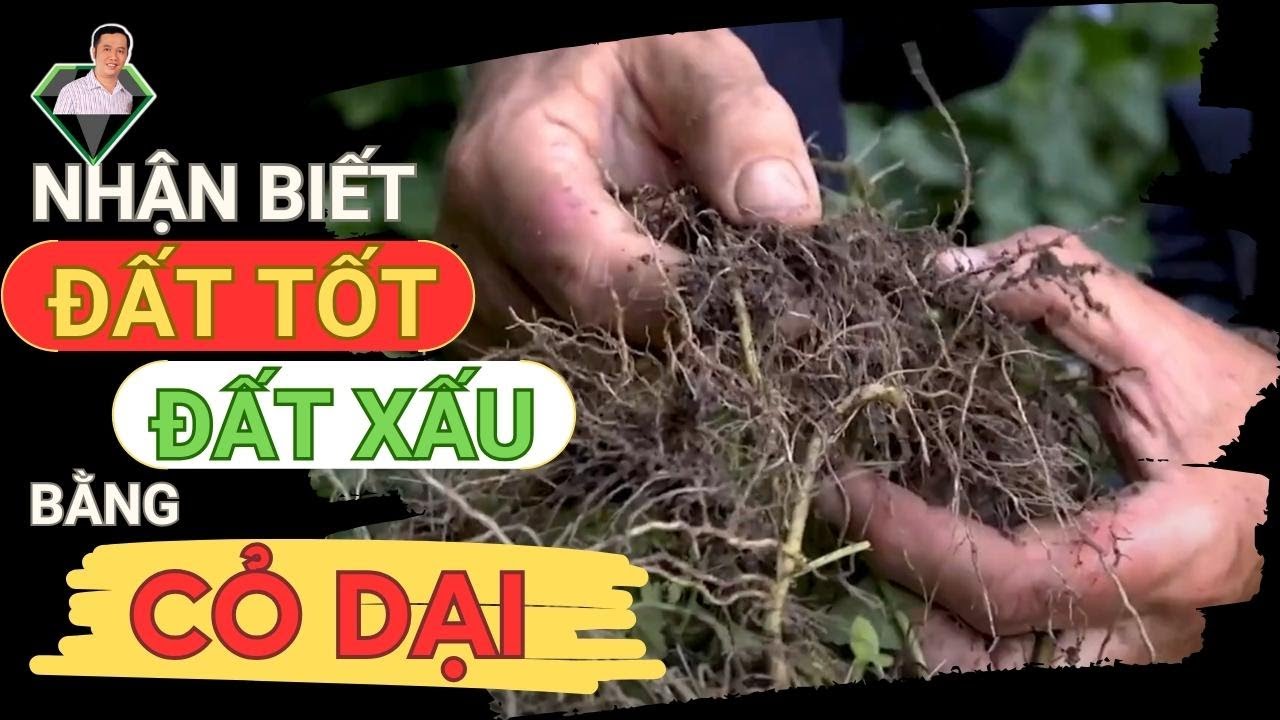 Tiết Lộ Nhận Biết Đất Tốt, Đất Xấu Bằng Cỏ Dại, Bí Mật Đất Trồng Và Cỏ Dại | Lương Hồng Sơn