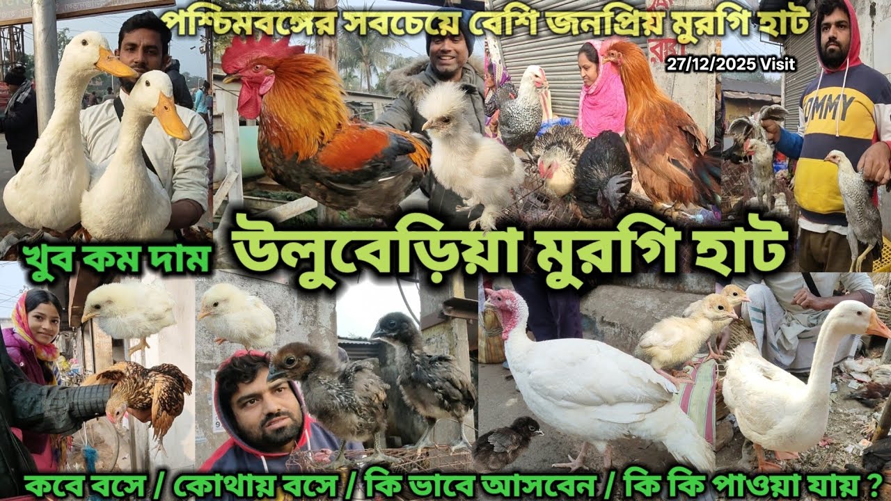 উলুবেড়িয়া মুরগি হাট | Cheapest Pet Market In Kolkata | Uluberia Murgi Market 27/12/2025 Visit 