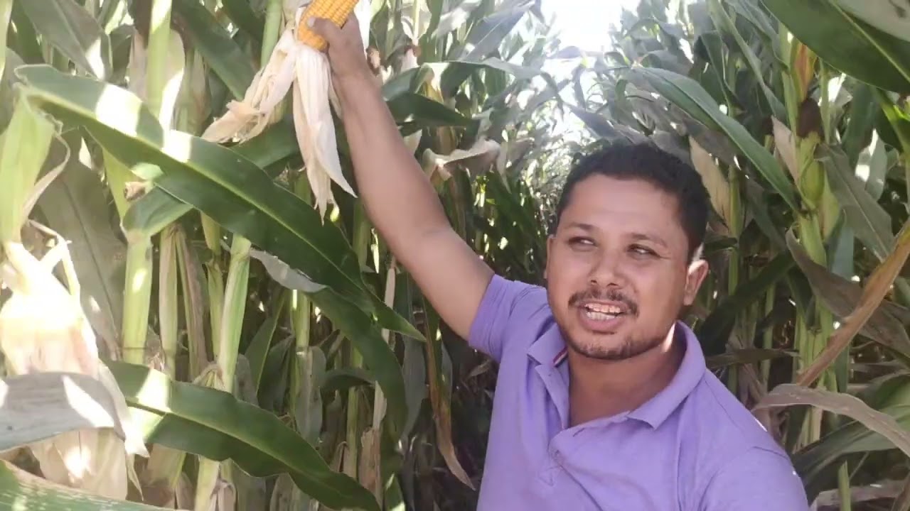 حصاد الذرة وفول الصويا على مساطب 140سم الانتاج مبهر م ياسر علام