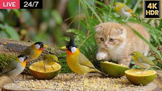 🌿 CALMING TV for Cats 🧘 8 Hours 4K HDR — Bird Watching Spectacle by Cat TV Birds #483