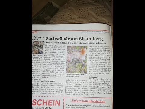 Gesundheit/Krankheit - Fuchs Räude
