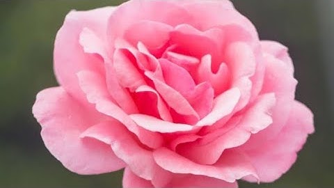 ص (٥٥) سورة آل عمران - القارئ الشيخ مشاري راشد العفاسي حفظه الله تعالى ...