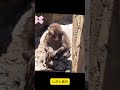 独りで痛みに耐えるパンチくん。お腹の深い傷を見るのが辛すぎる…強く生きてほしい！