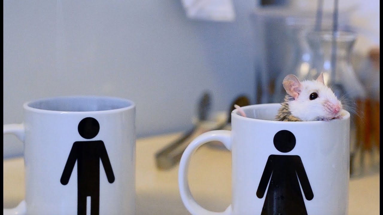 HALF PINT (short film)