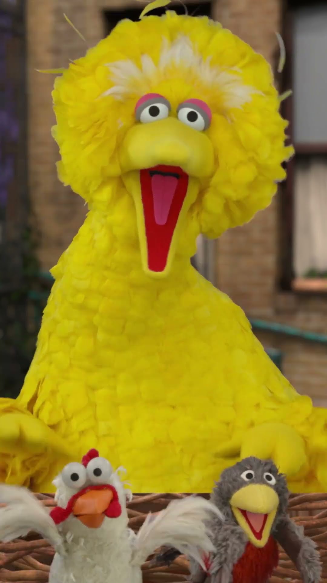 Do the Bird Dance with Big Bird! #sesamestreet