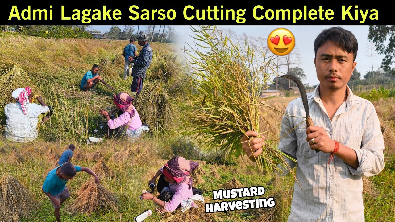 Admi Lagake Sarso Cutting Complete ✅ Kiya| Mustard Harvesting 