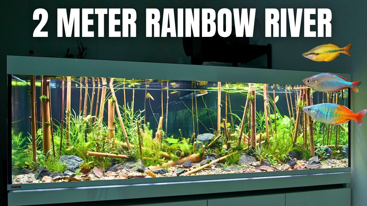 BUILDING THE ULTIMATE RAINBOWFISH TANK - Planting