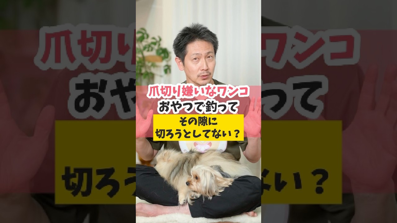 おやつで釣って爪切りってどうなの？#犬のいる暮らし#dog #犬