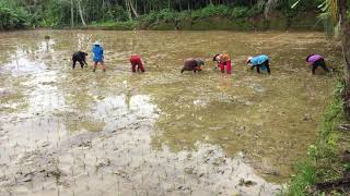 Suasana tanam padi