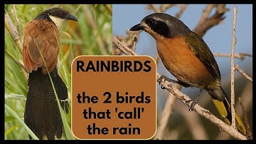 The 2 rainbirds of southern Africa; the Burchell