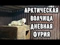 Подготавливаю ЛОГОВА для АРКТИЧЕСКОЙ волчицы. Волэнд КУБА принимает Антибиотик.