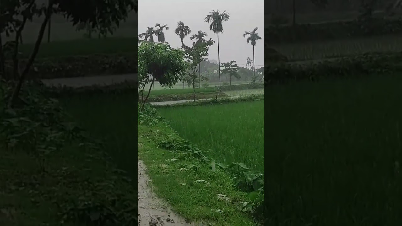 Heavy rain in the middle of the rice field 