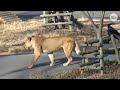 3 lions die of suspected heatstroke at Tokyo zoo