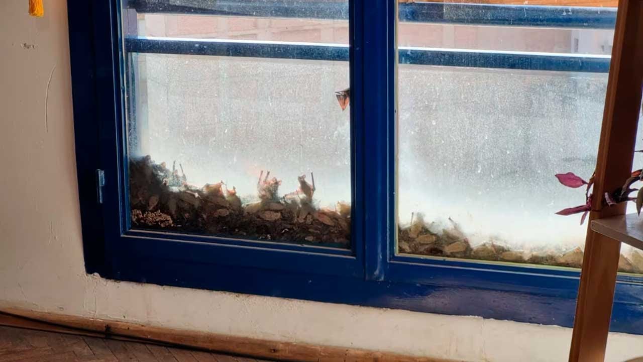Invasión de murcielagos en un departamento