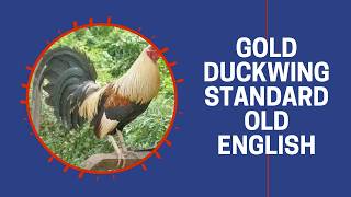Golden Duckwing Standard Old English Game Fowl Breeder Flock