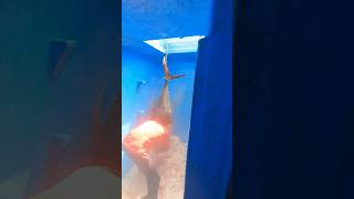 How Fisherman's Store Big Fishes #fishes #fishingharbour #vizagfishingharbour #vizagtrending