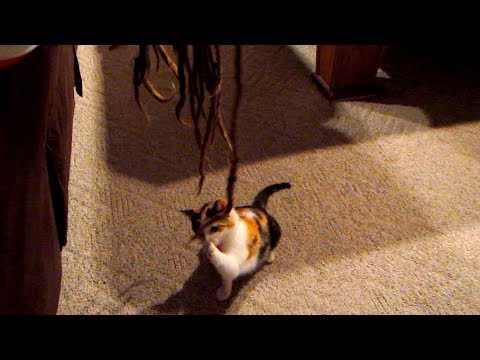 BABY TIGER ATTACKS DREADLOCKS!!! ---- Day 149: 1/18/14 - BABY TIGER ATTACKS DREADLOCKS!!! ---- Day 149: 1/18/14