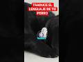 COMPRARIAS UN TRADUCTOR DE IDIOMAS DE ANIMALES EN IA??