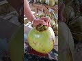 Natural drink, professional cut. 🥥🌴#coconut#asmr#satisfying#oddlysatisfying#foodprocess