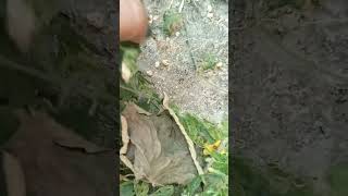 Green vegetable harvesting karela my village garden #karela