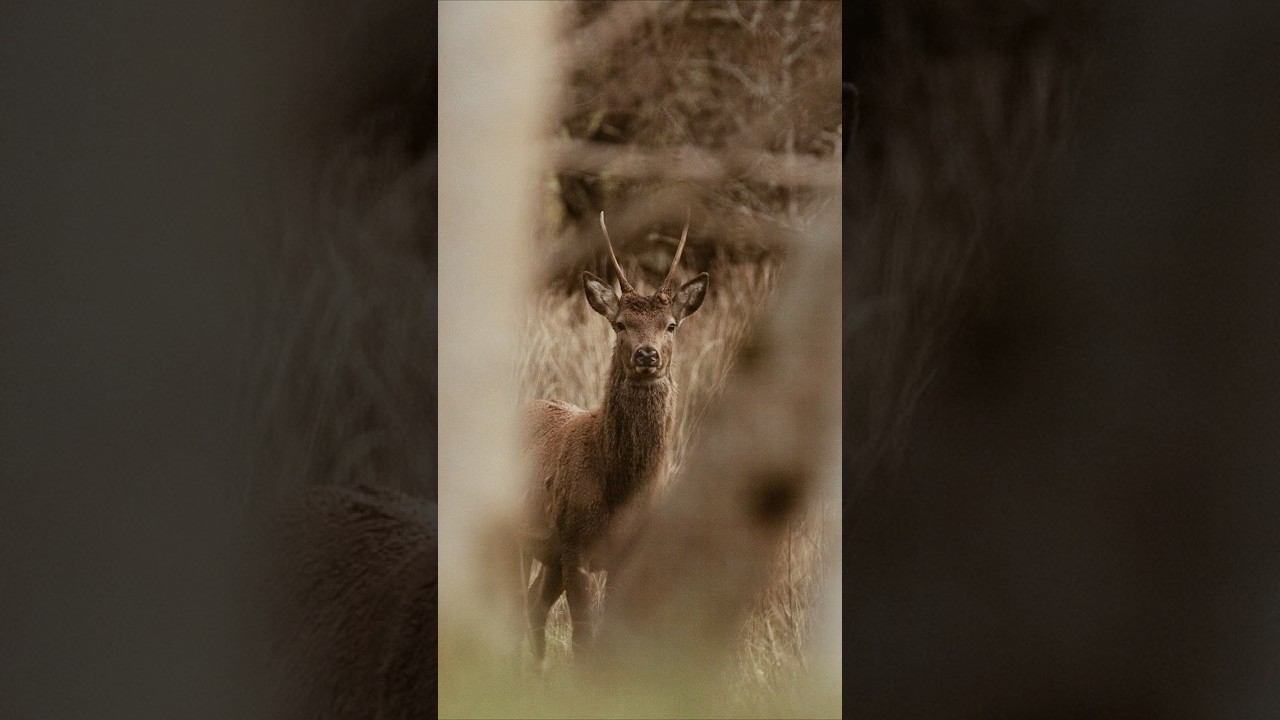 Killarney, Ireland 🇮🇪 | A Land of Nature, Lakes & Legends