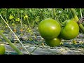 Tomato farming  in south korea