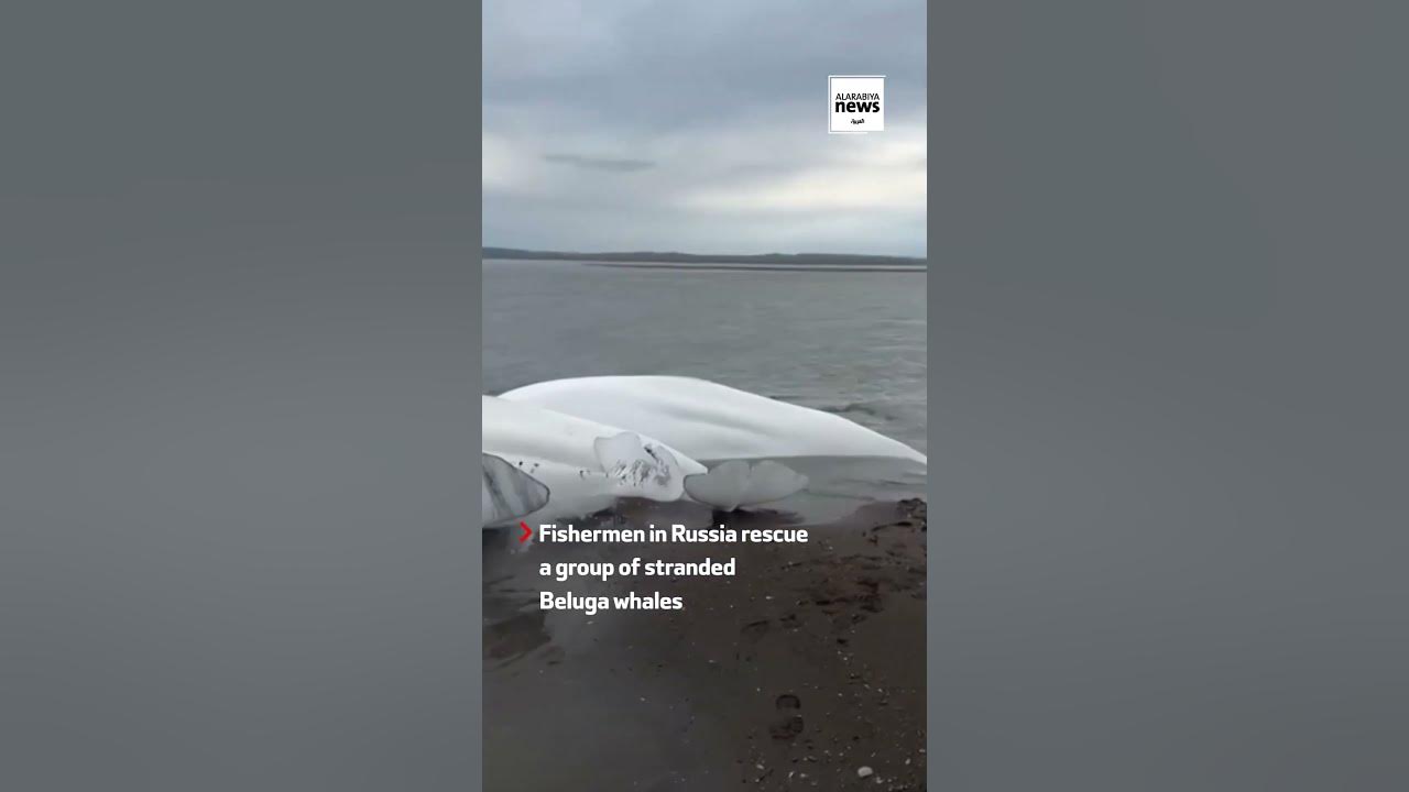 Video Shows Russian Fishermen Rescuing Beached Beluga Whales