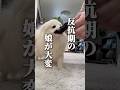［犬のしつけ］子犬の反抗期って知ってる？　#dog #可愛い犬 #犬のしつけ ##shorts