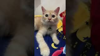 Pencinta kucing mana