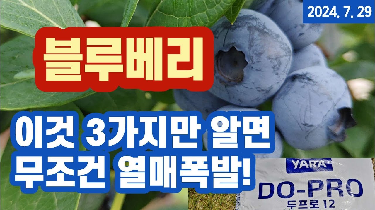 블루베리 키우기 - 이것 3가지만 알면 무조건 열매 폭발!