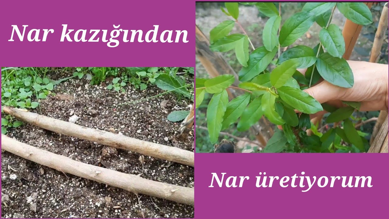 Nar kazığı toprağa nasıl çakılır , nar nasıl çoğaltılır
