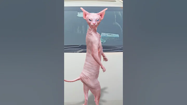 Video 11618091: sphynxcat dancing cats