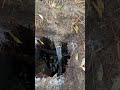 Releasing a test on a sewer line #fyp #plumbing #plumber #trades