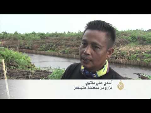 تحدي الحفاظ على غابات الأرخبيل بإندونيسيا