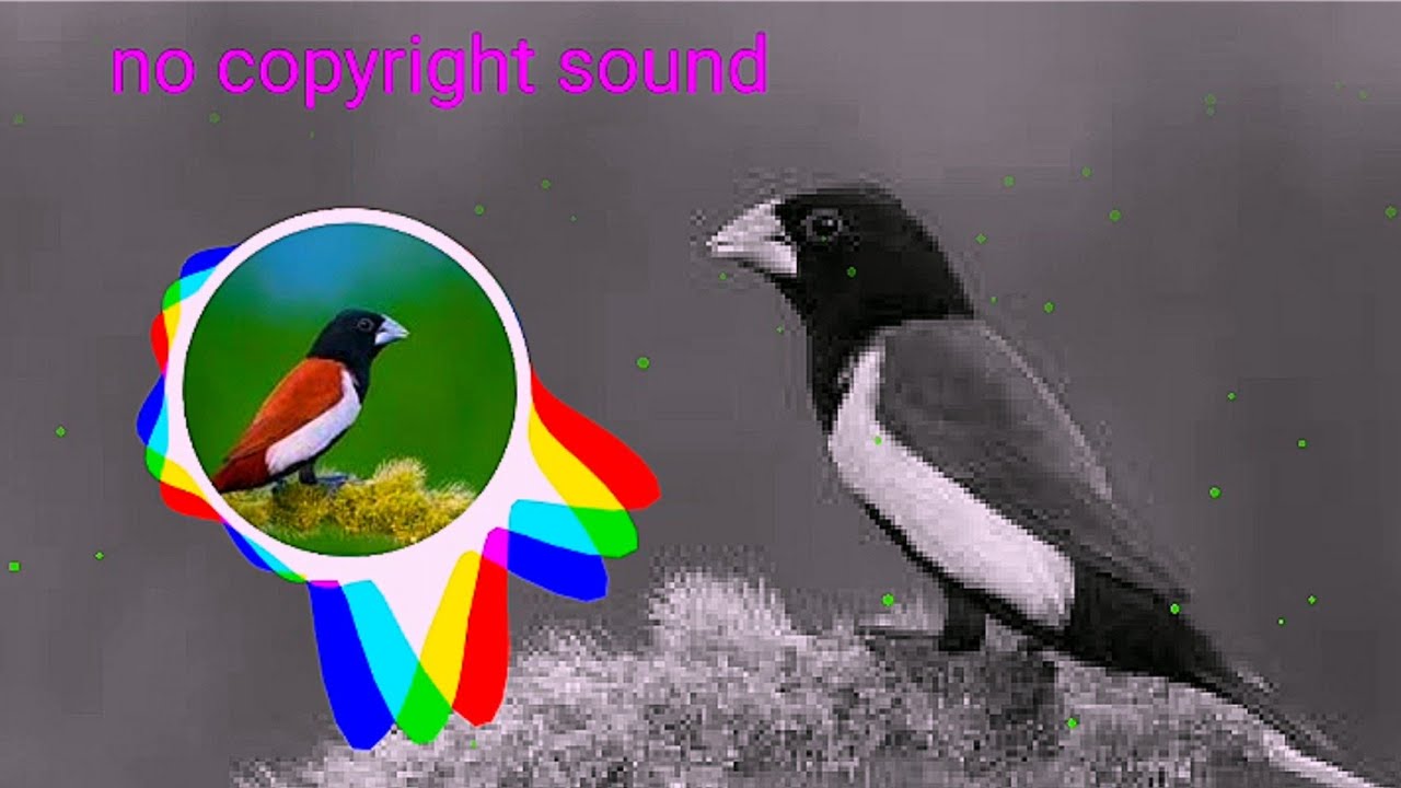 Bird remix ringtone 🎶🎸No copyright free songs tanding ncs official 