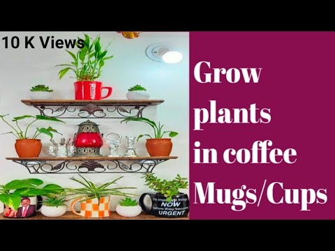 How to grow plants in coffee mugs cups | indoor plants in cups | tute ...