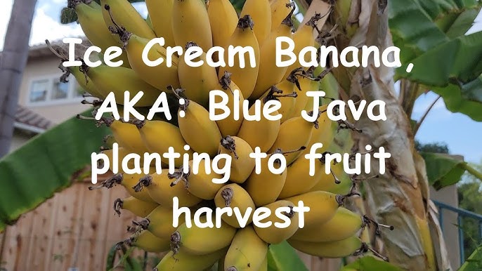 Fact Check: Is there a blue banana that tastes like vanilla ice cream? -  THIP Media