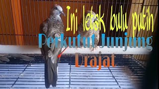 Ini letak bulu putih perkutut junjung drajat