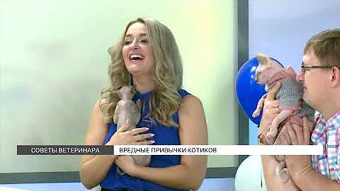 Вредные привычки у котов