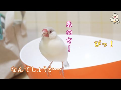何かを訴えている文鳥　　【じゃば】