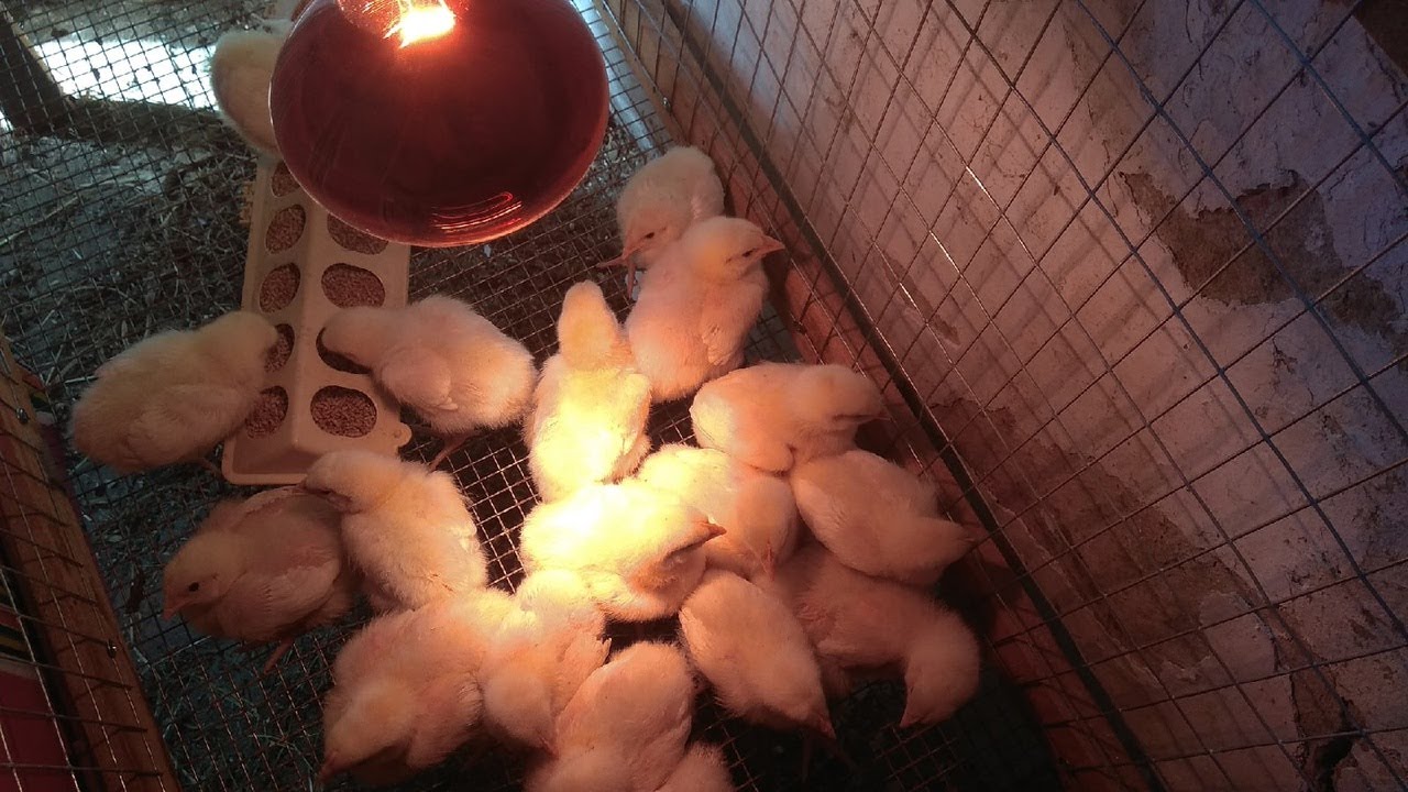 на юге холода и дожди содержание бройлеров продолжаем в закрытом помещении под красной лампой