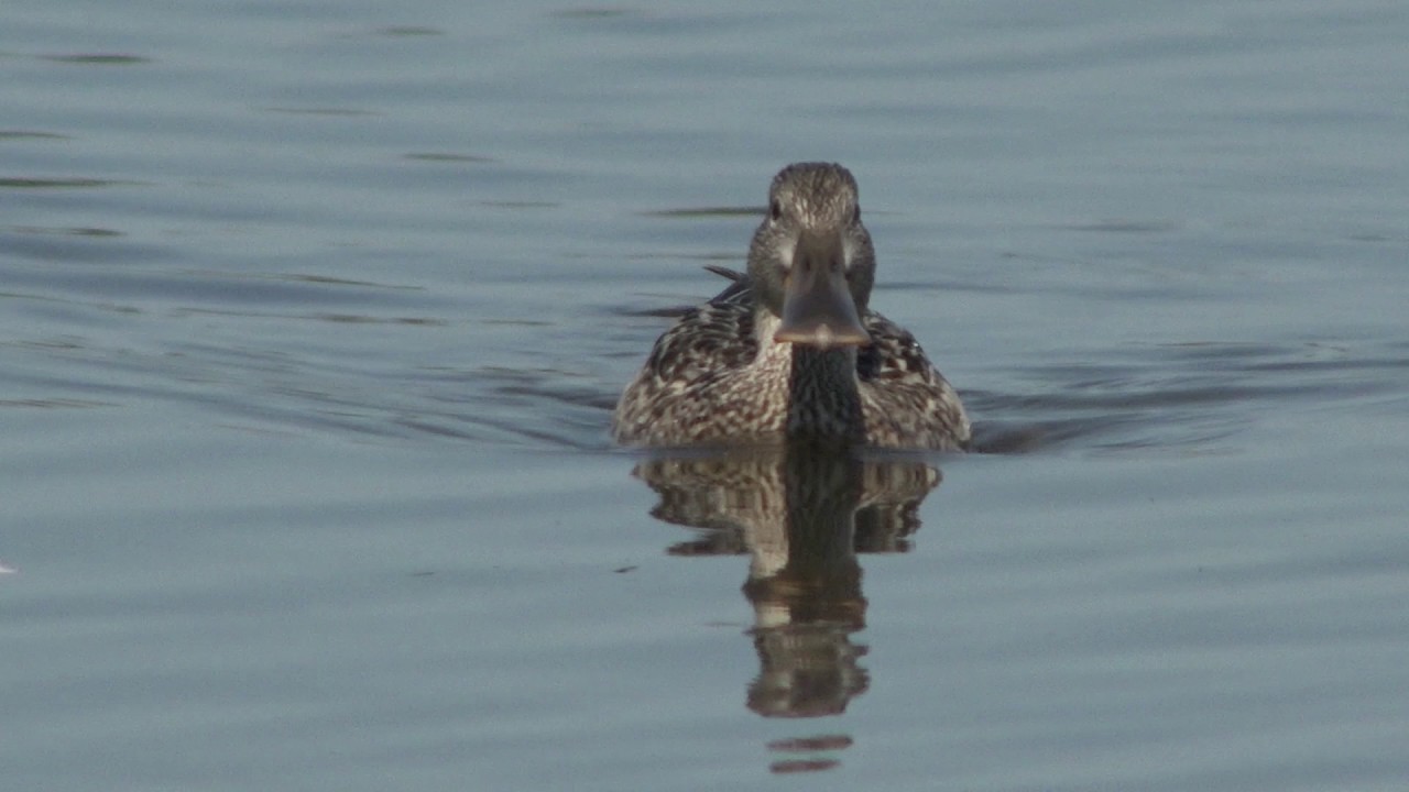 Löffelente weiblich - Canard souchet femelle - Northern shoveler female