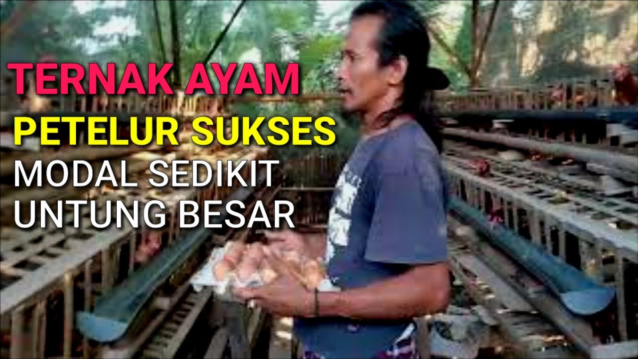 PETERNAK AYAM ][ PETELUR SUKSES - Rizal Durpay 