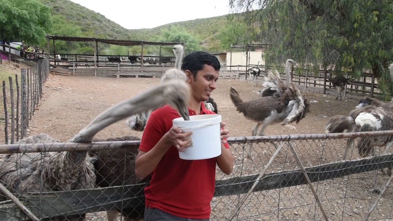 OSTRICH FARM, GEORGIA SOUTH AFRICA