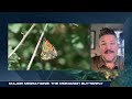 Major Migrations: Monarch Butterflies