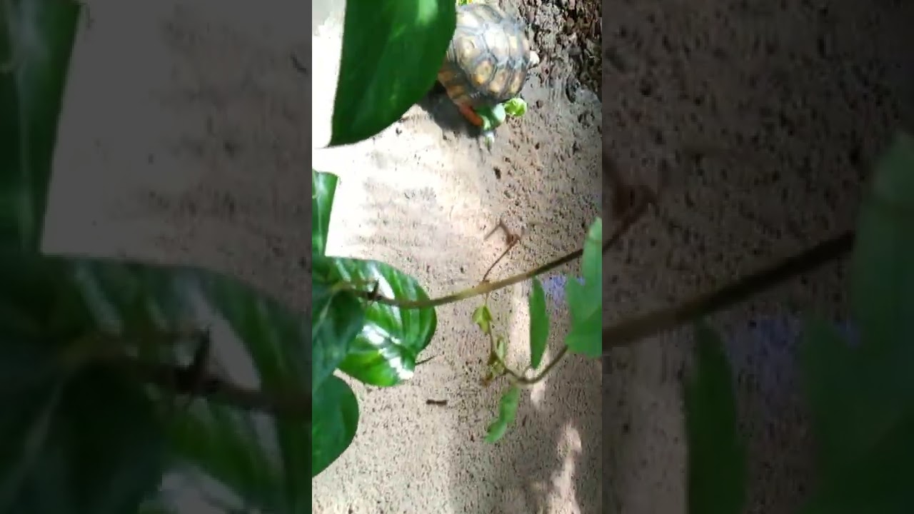 Tieregarten Animals Garden Ulm Germany