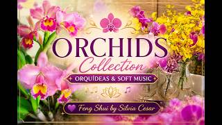 🌸PLAYLIST ORCHIDS COLLECTION | ORQUÍDEAS & SOFT MUSIC ✨🌸💜 Feng Shui by Silvia Cesar 💜 screenshot 4