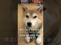 일본산 시바견 소개팅 가기🐕日本産柴犬が合コンに行ってきた🐕🌸 #柴犬 #시바견 #shibainu #合コン #소개팅